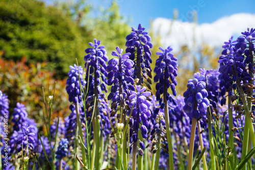 Many blue lavender flowers in garden