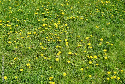 Many sowthistle flowers on a grass