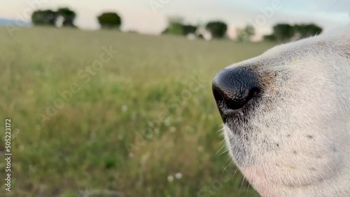 Close-up, dog's nose moving while sniffing the environment, concepts, copy space, 4k resolution