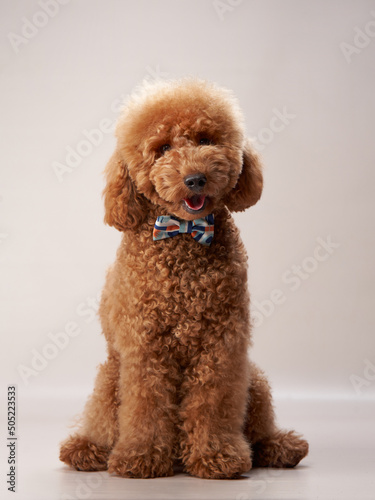 Photography curly dog on a beige background