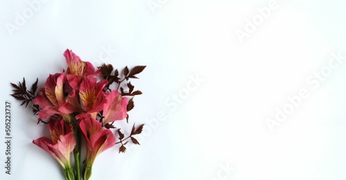 Astromeria flowers on a white background. Background for a holiday card. photo