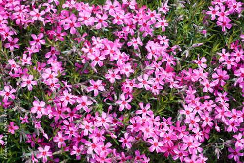 Many tiny pink verbena flowers