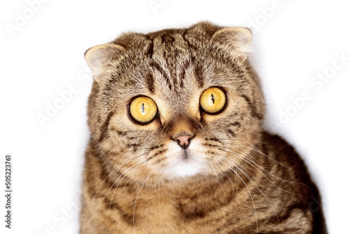 Surprised cat with big eyes. Muzzle of a striped cat close-up. Cat with round eyes.