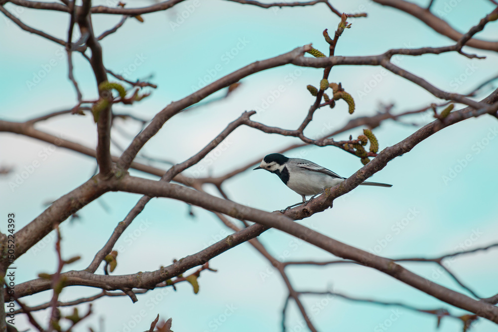 Little white-breasted wagtail on a tree against a blue sky Little white-breasted wagtail on a tree against a blue sky