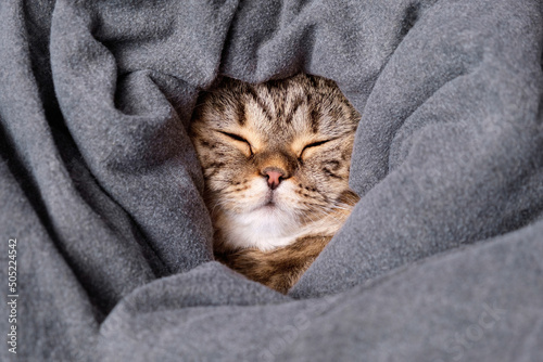 Muzzle of a cat in a blanket. The cat is wrapped in a blanket and sleeping.