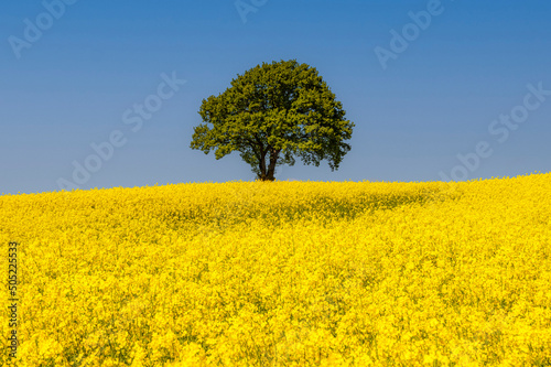 Rapeseed Field and lonely tree Landscape