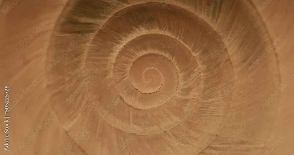 Rotating closeup of gastropod shell