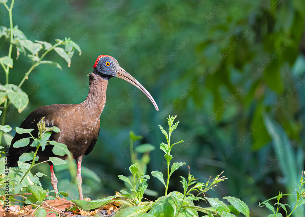 Naklejka premium Rednap Ibis in search of food