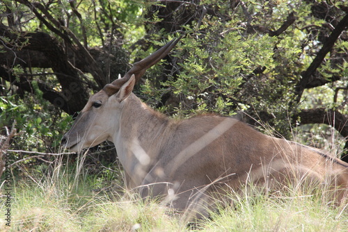 Eland lying down in the grass