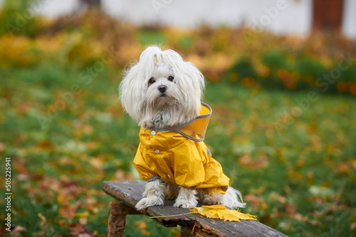 portrait of cute maltese dog in yellow clothes