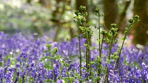 Ferns growing in bluebell wild flower woodland medium shot  photo