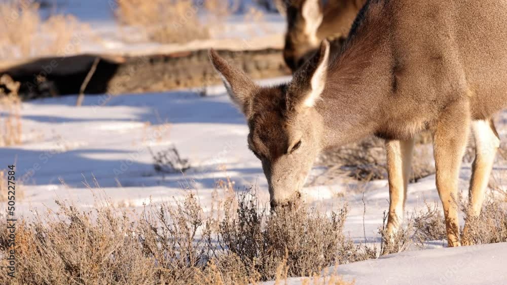 A herd of deer grazing in the Rocky Mountain National Park A herd of deer grazing in the Rocky Mountain National Park