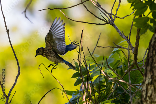 eastern bluebird flying