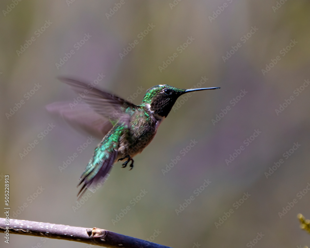 Hummingbird Photo and Image. Flying with a blur background displaying spread wings and beautiful feather plumage and long beak in its environment and habitat surrounding. Hummingbird Photo and Image. Flying with a blur background displaying spread wings and beautiful feather plumage and long beak in its environment and habitat surrounding.