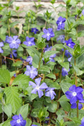 Vinca minor or periwinkle. Violet vinca flowers covering the meadow ground.