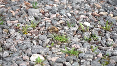 Brown frog crawl on the stony grassy ground in search of food, pound for mating. Toad turns blinks his eyes, stars his nostrils and breathes is waiting. Migration of amphibians. Summer, sunny day 4k
