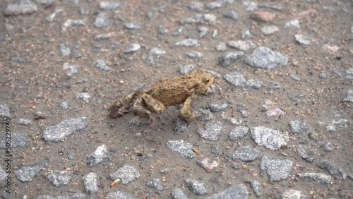 Brown frog crawl on the stony grassy ground in search of food, pound for mating. Toad turns blinks his eyes, stars his nostrils and breathes is waiting. Migration of amphibians. Summer, sunny day 4k