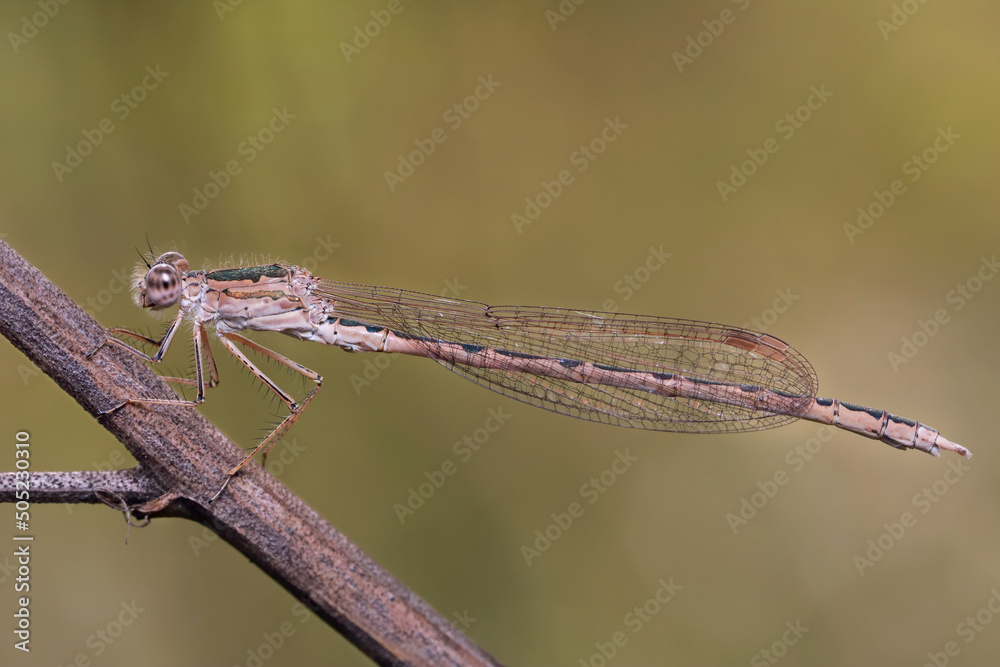 Dragonfly (Coenagrionidae) sits on a dry grass stalk. Transparent wings with a strict pattern are folded along the body. 