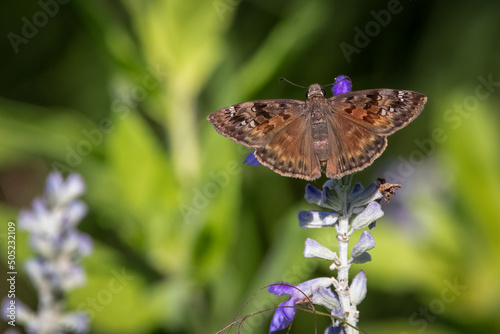 Horaces Duskywing butterfly on a flower photo