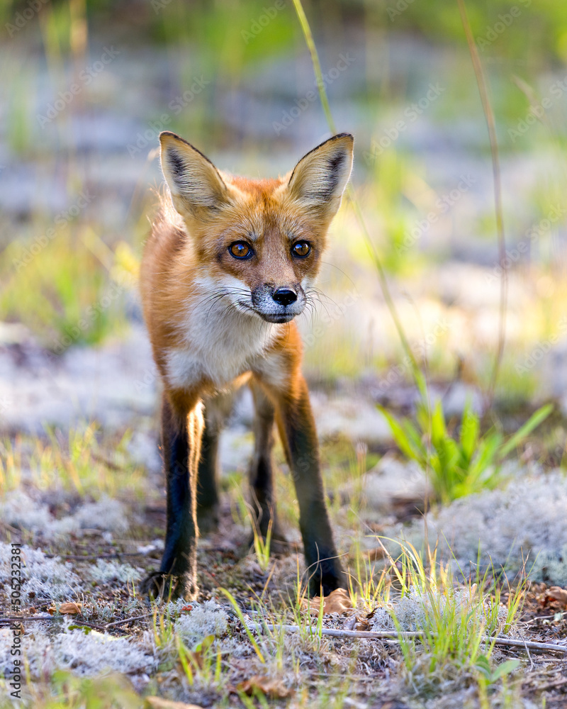 Red Fox Stock Photo. Fox Image. looking at camera and walking on white moss with a blur background in its habitat surrounding and environment. Picture. Portrait. Red Fox Stock Photo. Fox Image. looking at camera and walking on white moss with a blur background in its habitat surrounding and environment. Picture. Portrait.