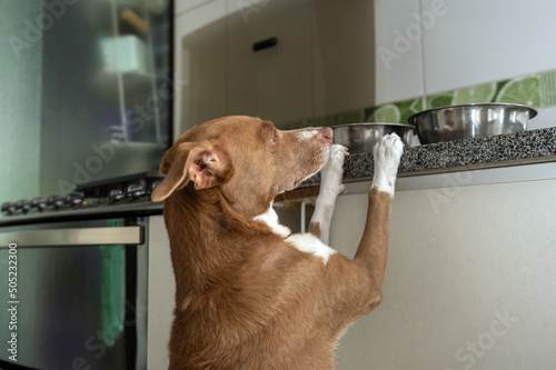 Mixed breed hungry dog standing on kitchen counter looking for food in the bowls. 