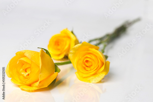 three yellow roses fresh flowers in a white clear blank background