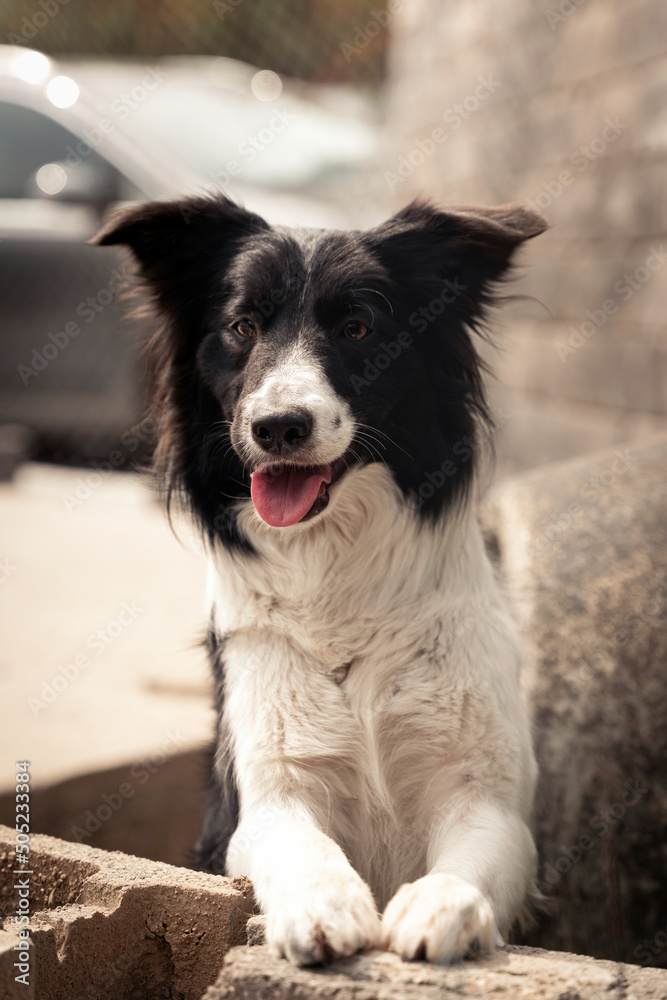 Border collie black and white dog standing on a construction wall with a tongue out