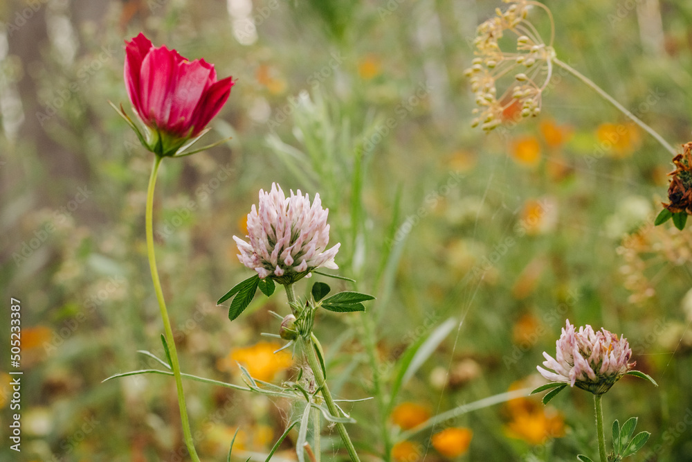 Pink clover on blurred green grass background. Flower in bloom. Summer background. Pink clover on blurred green grass background. Flower in bloom. Summer background.