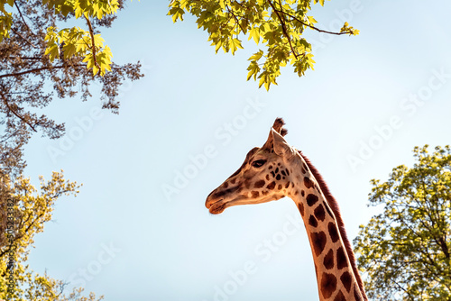 Giraffe head isolated on blue sky background, ZOO Liberec, Czech Republic photo