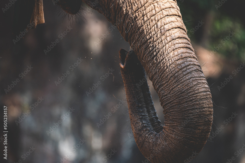 Closeup of wild animal and mammal elephant with trunk towards upside elevated walking and finding food in the forest