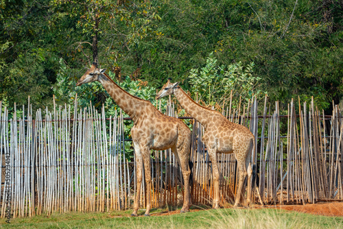 Rear view of two giraffe standing on green grass against fence with looking at zebra on the other side of fence © chokniti