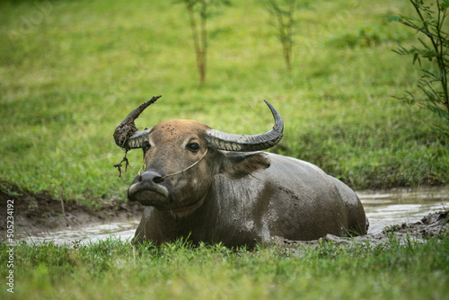 Portrait of wild buffalo with horns sitting in swamp water pond with greenery around in national sanctuary and forest