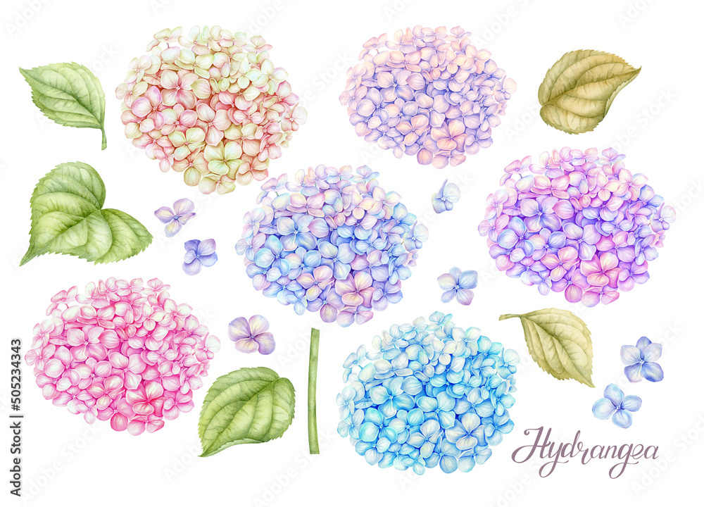 Hydrangea Watercolor Clipart, Pink Purple Blue and yellow Hortensia ...