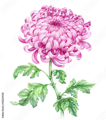 Watercolor gentle blooming pink chrysanthemum flowers with green leaves isolated on white background. Hand painted botanical floral illustration Japanese and modern tattoo style design.