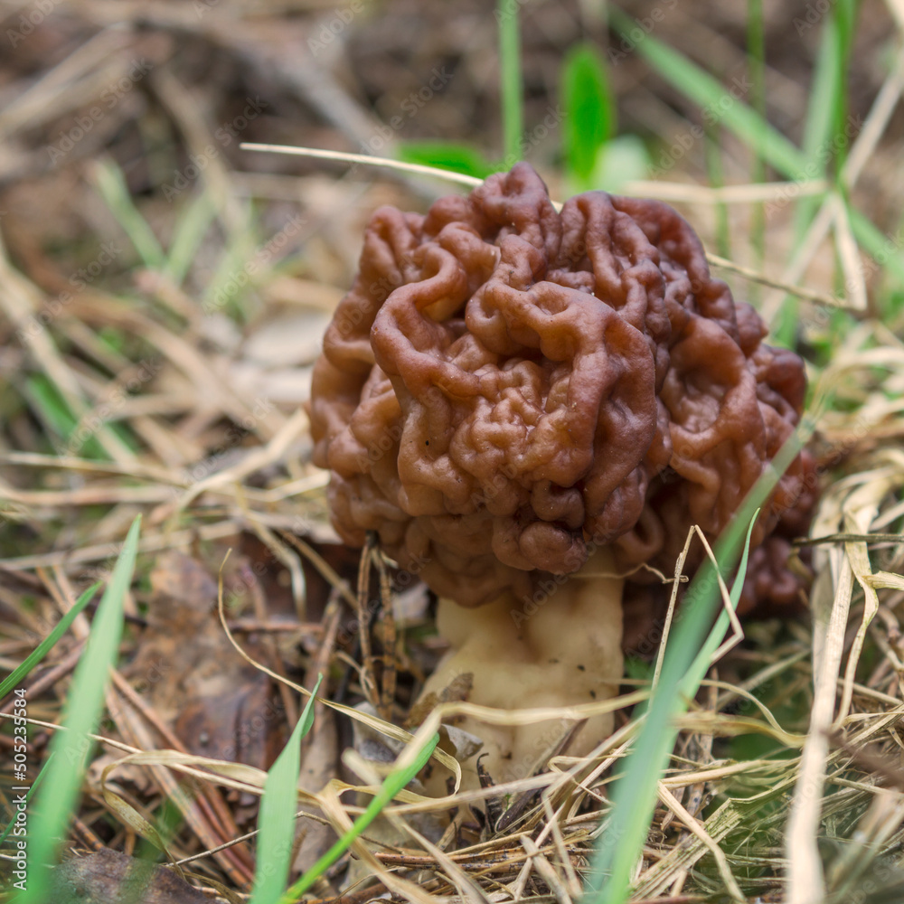 Spring mushrooms (Gyromitra esculenta ), first spring mushroom in forest area Spring mushrooms (Gyromitra esculenta ), first spring mushroom in forest area