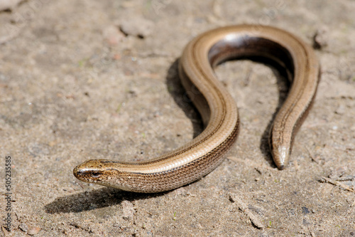Rare animal, legless shiny harmless lizard slow worm on the ground