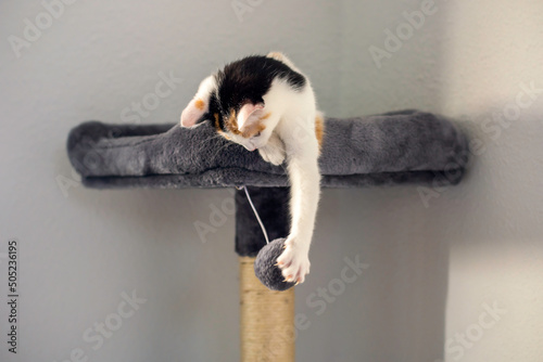 Kitten in scratching post and playing with a ball photo