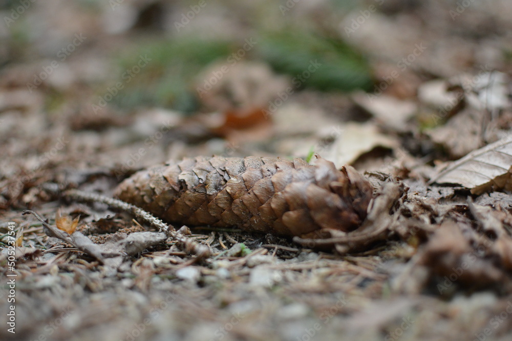 Nature Nature