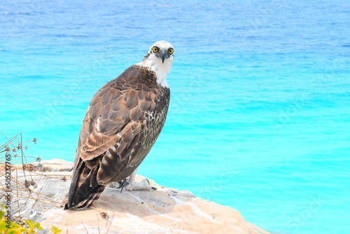 AGUILA