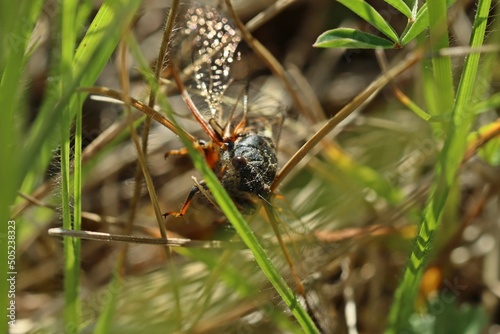 Bergzikade (Cicadetta montana). photo