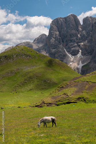 Horses on the pastures of the Dolomites mountains