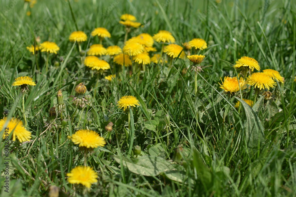 Nature Nature