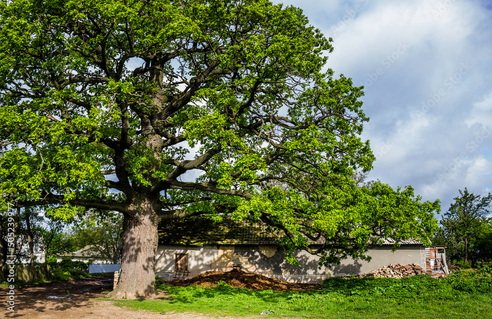 old very big oak named 'Lytiacky doob', Lytiachi village, Ukraine old very big oak named 'Lytiacky doob', Lytiachi village, Ukraine