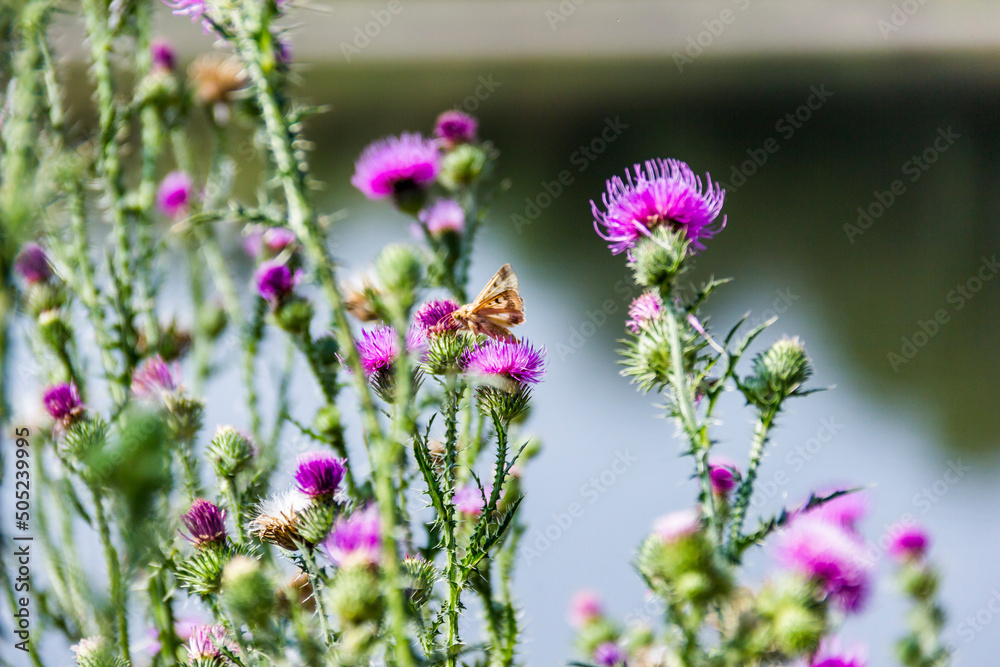 yellow butterfy on a curled thistle (carduus crispus) flowering plant in the meadow yellow butterfy on a curled thistle (carduus crispus) flowering plant in the meadow