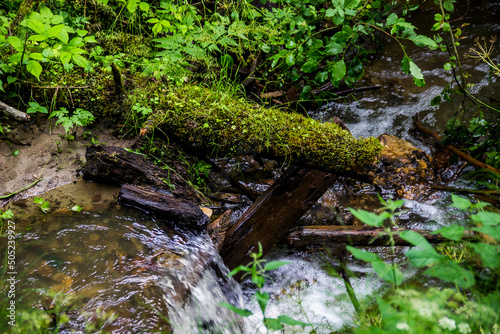 a fallen trunk of spruse tree covered with moss in forest river, Skole Beskids National Nature Park, Ukraine photo