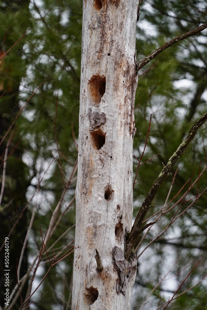 Holes in tree bark made by woodpeckers. Holes in tree bark made by woodpeckers.