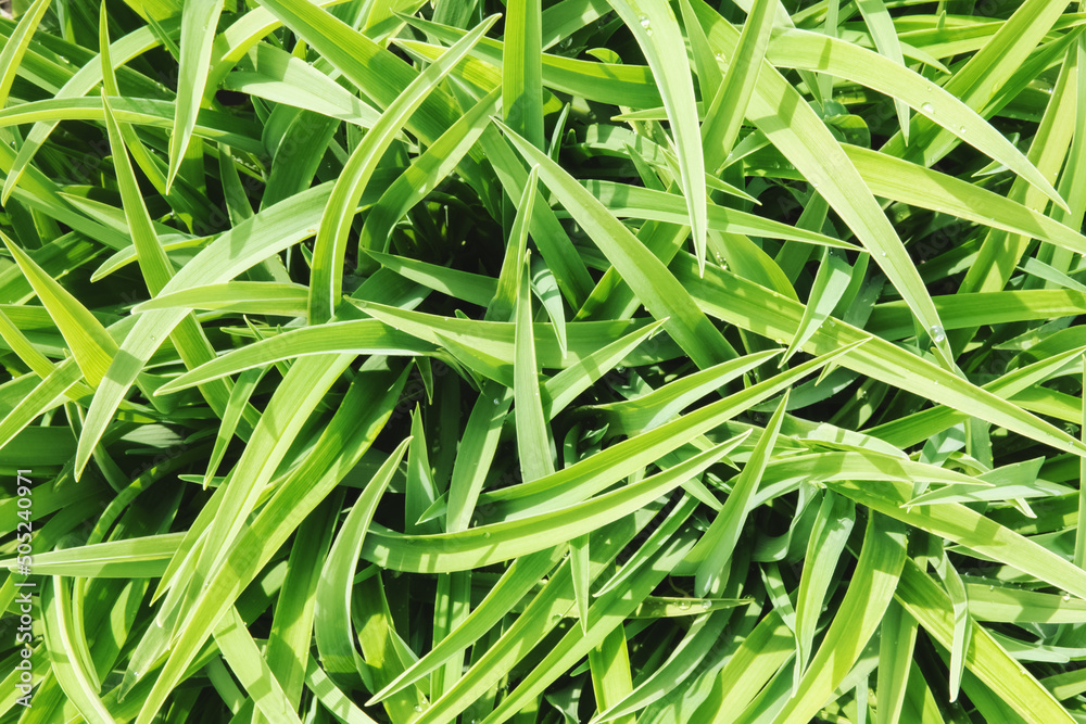 Saturated and fresh green grass background. Saturated and fresh green grass background.