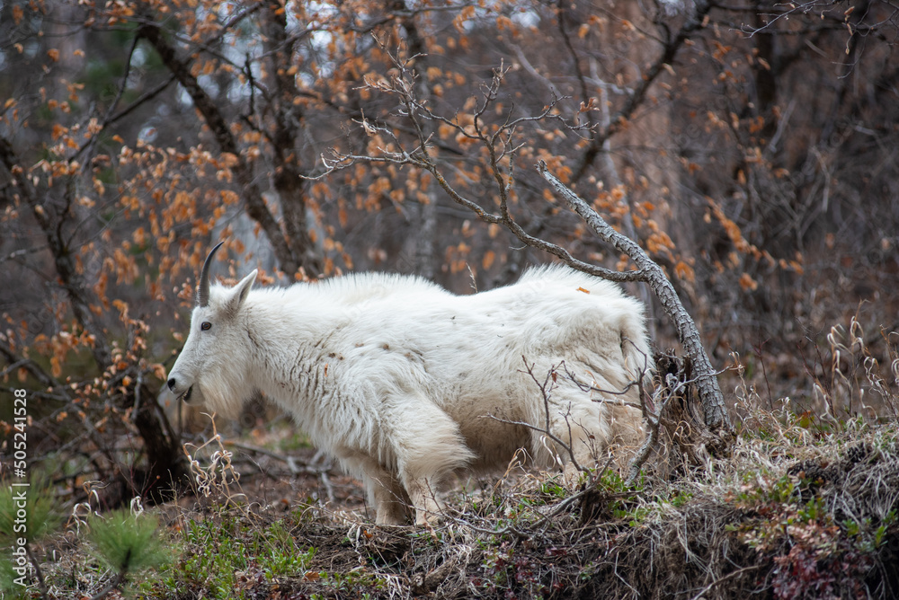 white goat in the mountains white goat in the mountains