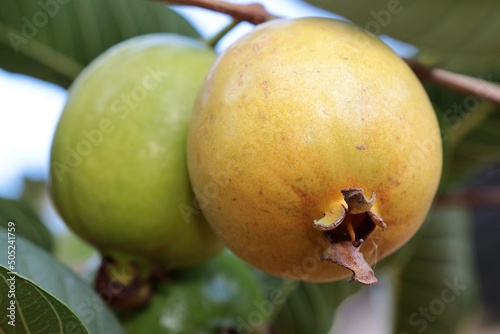 Guavas of varying degrees of ripeness on a tree.  photo