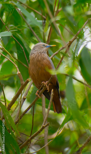 Chestnut tailed starling bird siting on the tree in a forest with green leaf backgrounds, selective focus images. photo